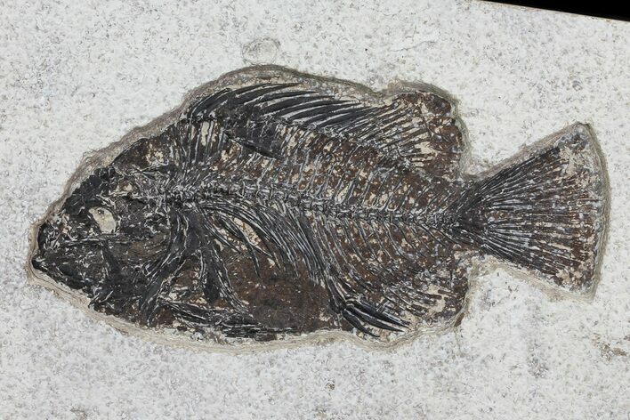 Cockerellites (Priscacara) Fossil Fish - Wyoming #79362
